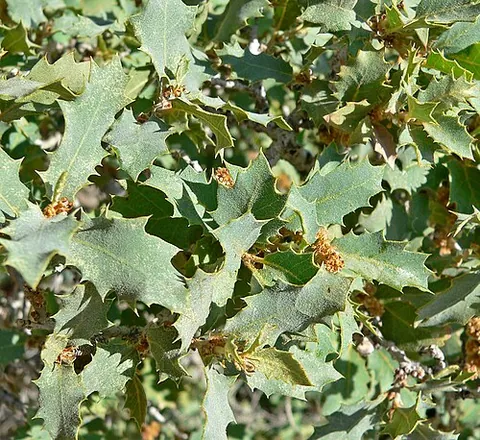 turbinella oak: a shrubby oak of the southwestern United States and northwestern Mexico, Quercus turbinella, with...