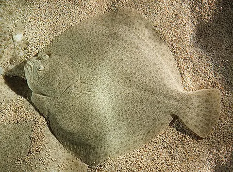 turbot: any member of the species Scophthalmus maximus (syn. Psetta maxima) of flatfish native to Europe