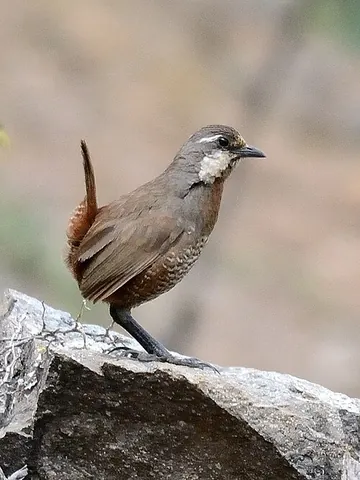 turca: a moustached turca (Pteroptochos megapodius)