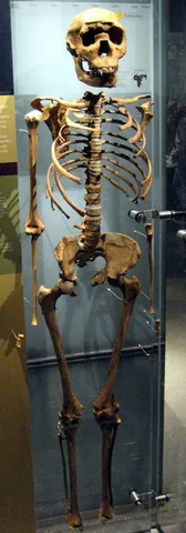 turkana boy: the nearly complete fossilised skeleton of a Homo ergaster youth (estimated 7–11 years old at...