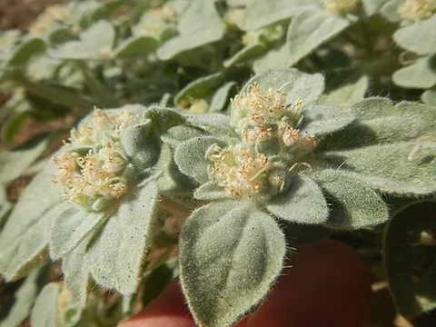 turkey mullein: a plant of species Croton setiger, native to the western US and northwestern Mexico