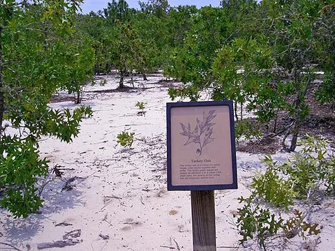 turkey oak: quercus laevis, of the southeastern U.S
