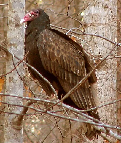 turkey vulture: a common New World vulture, Cathartes aura