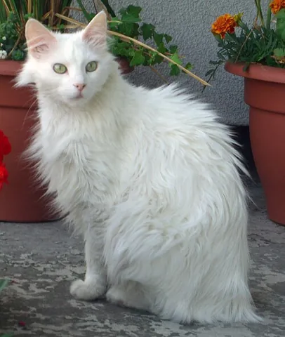 turkish angora: a domestic cat of an ancient breed with a long, silky coat