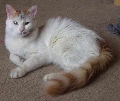 turkish van: a domestic cat of a rare semi-long-haired breed developed in the United Kingdom from cats obtained...