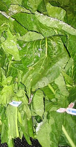 turnip greens: the edible leaves of the turnip plant (Brassica rapa)