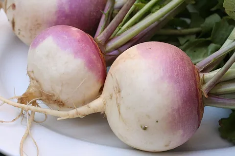 turnip: the white root of a yellow-flowered plant, Brassica rapa, grown as a vegetable and as fodder for...