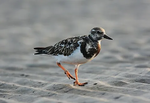 turnstone: either of two species of coastal wading bird, Arenaria interpres and Arenaria melanocephala, that...