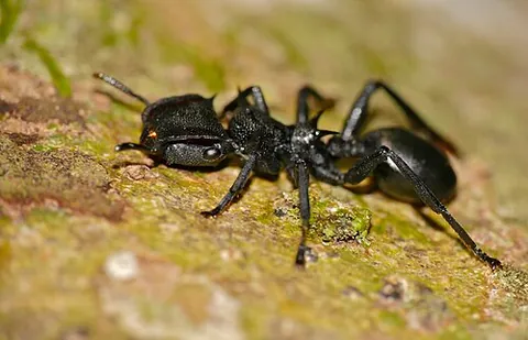 turtle ant: any of the tree-dwelling ants of the tribe Cephalotini (genera Cephalotes and Procryptocerus)