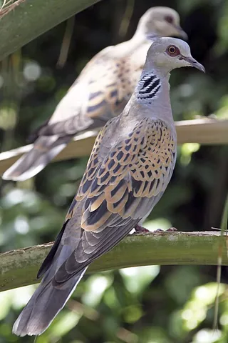 turtle dove: any of several (species of) birds, called by this traditional name, mainly in the genus...