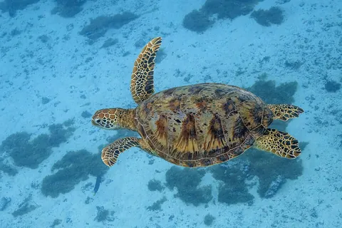turtle: any land, aquatic, or semi-aquatic reptile of the order Testudines, characterised by a protective...