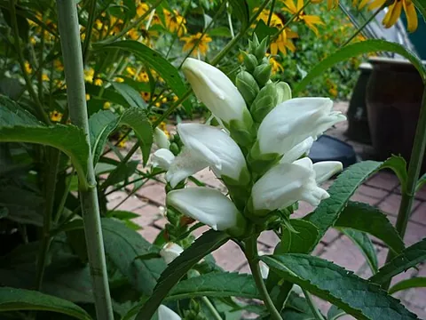 turtlehead: a white turtlehead, an American perennial herb (Chelone glabra) with white flowers