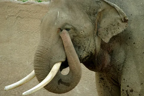 tusk: one of a pair of elongated pointed teeth (either cuspids or incisors) that extend outside the mouth...