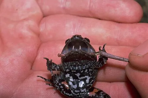 tusked frog: a frog of species Adelotus brevis, of central eastern Australia, having two tusk-like projections...