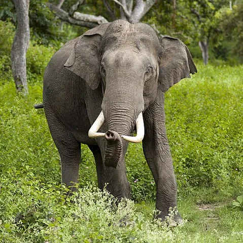 tusker: an animal, such as a bull elephant or a boar, with large tusks