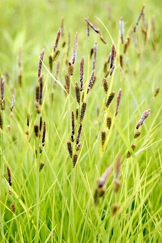 tussock sedge: carex stricta (in Carex subg. Carex), a wetland sedge of eastern North America