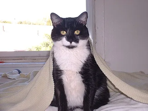 tuxedo cat: a type of domestic cat with a white front and black fur elsewhere