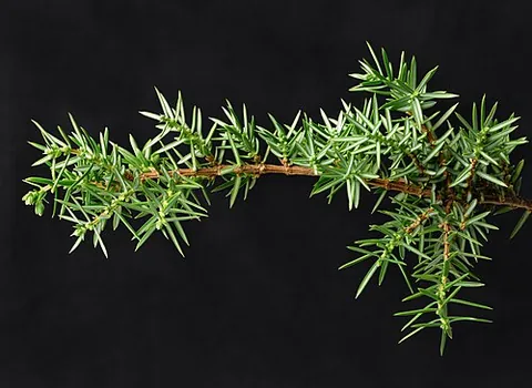 twig: a small thin branch of a tree or bush