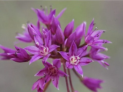 twincrest onion: a wild herb with an onion-like flavor, Allium bisceptrum, native to high elevations in the western...