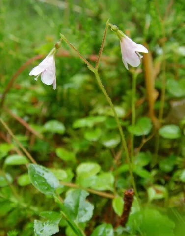 twinflower: any member of the species Linnaea borealis of woodland subshrubs with opposite evergreen rounded...