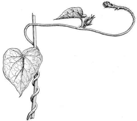 twining: a layout or motion that twines