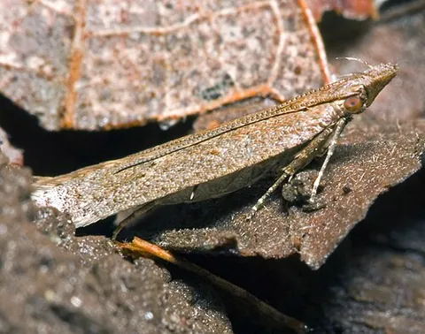 twirler moth: any gelechiid moth