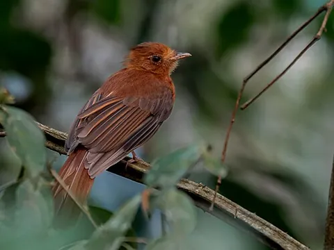twistwing: any of the two species of tropical birds in the genus Cnipodectes, found in Central and South...