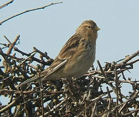 twite: a small passerine bird, Linaria flavirostris (syn. Carduelis flavirostris), that breeds in northern...