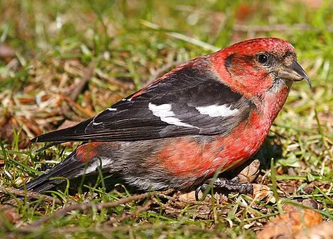 two-barred crossbill: loxia leucoptera, a small passerine bird in the finch family Fringillidae