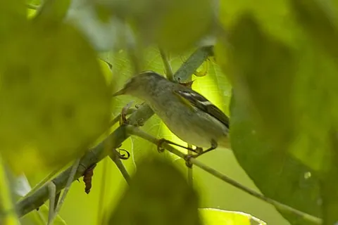 two-barred warbler: phylloscopus plumbeitarsus, a species of leaf warbler (family Phylloscopidae)