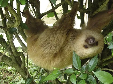 two-toed sloth: any member of either of two species in genus Choloepus of large mammals known for their slowness of...