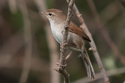 typical bush warbler: any bush warbler of the genus Cettia