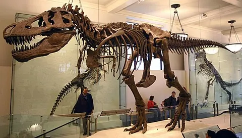 tyrannoraptoran: any dinosaur of the clade Tyrannoraptora