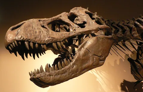 tyrannosaurus: any large carnivorous dinosaur, of the genus Tyrannosaurus, found in North America during the late...
