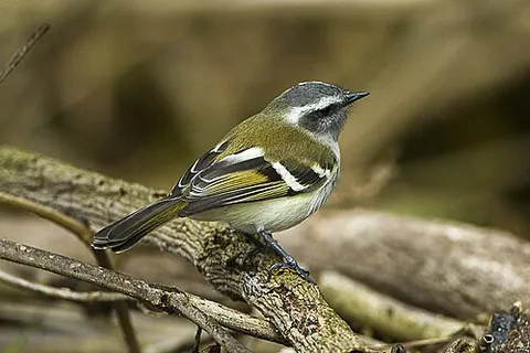 tyrannulet: any of about 50 bird species in the tyrant flycatcher family, distinguished by their small size