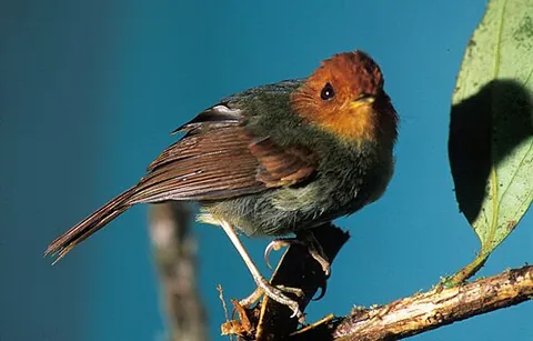 tyrant flycatcher: any of a group of passerine birds, of family Tyrannidae, that inhabit the Americas