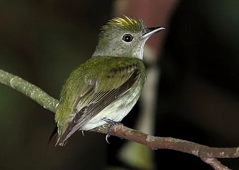tyrant-manakin: any of various birds in the family Pipridae