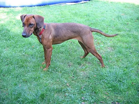 tyrolean hound: a dog of a medium-sized breed originating in Tyrol