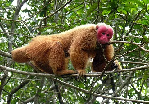 uakari: any of several arboreal monkeys, of the genus Cacajao, from the Amazon basin