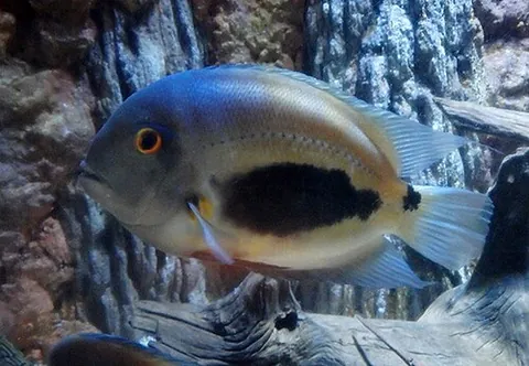 uaru: uaru amphiacanthoides, a species of cichlid native to South America where it occurs in clear...