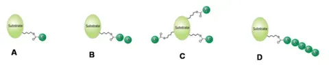 ubiquitination: the modification of a protein by the covalent attachment of one or more ubiquitin molecules