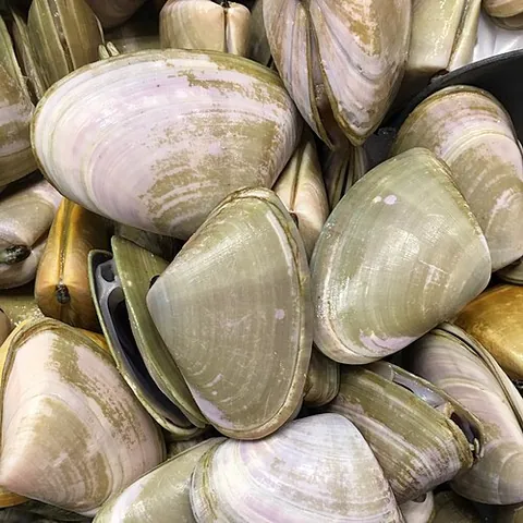 ugari: the edible saltwater clam Plebidonax deltoides, which is endemic to Australia