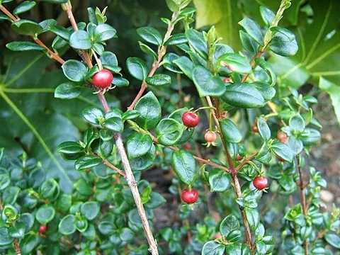 ugniberry: an edible round berry of South America