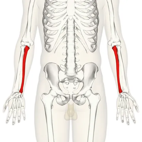 ulna: the bone of the forearm that extends from the elbow to the wrist on the side opposite to the thumb,...