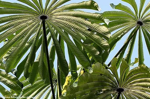 umbrella tree: an umbrella magnolia (Magnolia tripetala)