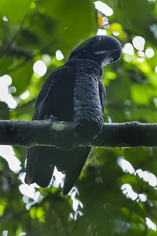 umbrellabird: a large tropical cotinga of the genus Cephalopterus found in the forests of South America, with...