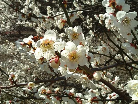 ume: chinese plum, a species of Asian plum, Prunus mume