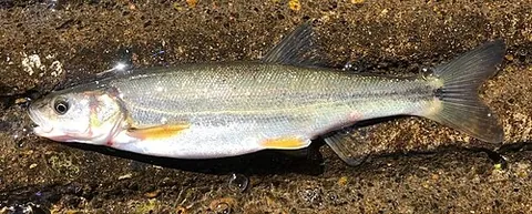 umpqua pikeminnow: the freshwater fish Ptychocheilus umpquae, a ray-finned predatory fish (the smallest species of...