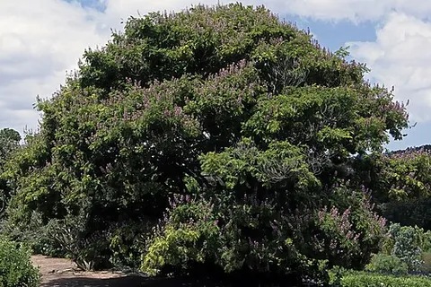 umzimbeet: millettia grandis, a species of flowering legume tree native to South Africa