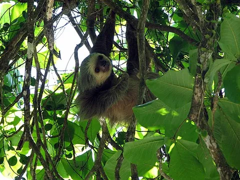 unau: linnaeus's two-toed sloth, Choloepus didactylus, a two-toed sloth native to South America